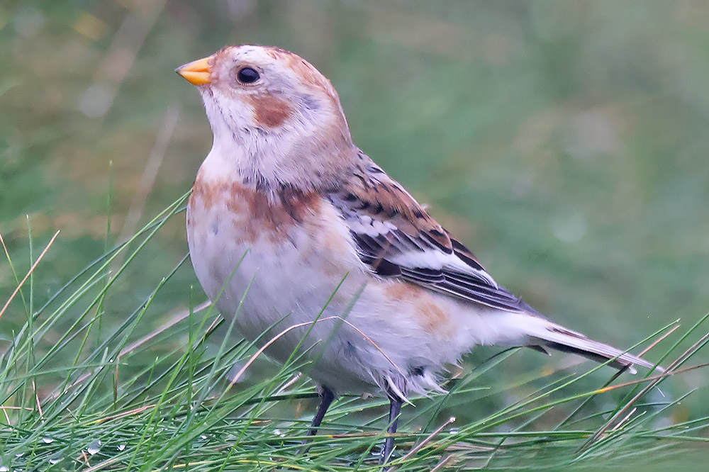 Snow bunting